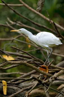 white heron on a tree