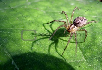 Spider With Shadow