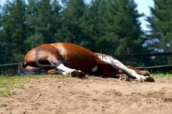 sleeping horse