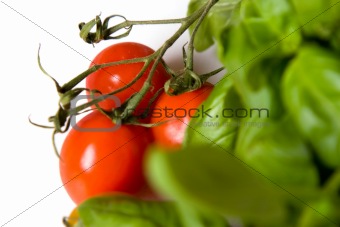 tomatos like basil