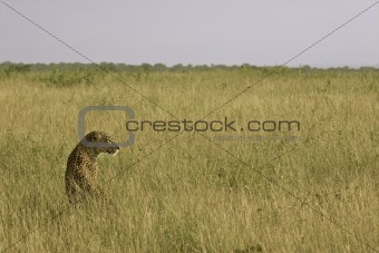 savanna leopard