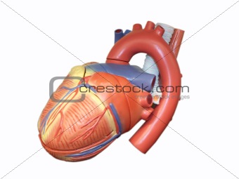 Anatomic Model of the Human Heart
