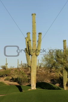 Golf Course Cactus