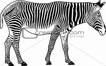 Zebra. Contour.