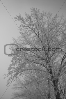 Tree frost