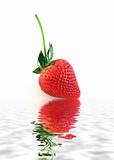 Ripe Strawberry on White Background