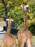 Giraffes on the lookout