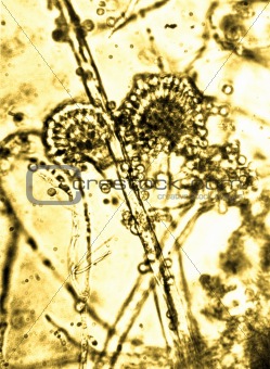 Microscopic life