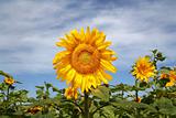 Sunflower on a field