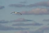 Pastel Seagull