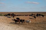 Outback cattle