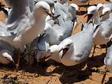 Seagull squabble