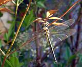 Dragonfly large