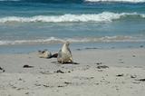 Australian sea lions