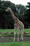 Giraffe in profile