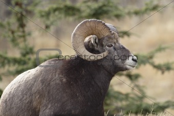 Big horn sheep.