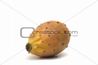exotic cactaceous fig on white background