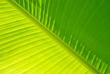 Banana Palm Leaf