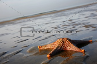 Stranded Starfish