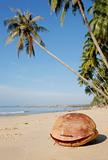Coconut on Beach