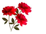 Holiday background with red three roses. Vector
