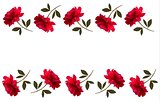 Holiday background with red beautiful roses. Vector