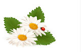 Nature summer daisy flower with ladybug. Vector illustration.