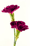Two magenta carnations