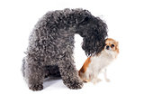 kerry blue terrier and chihuahua