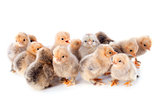 young chicks