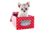 Siamese kitten in box