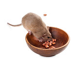 Fancy rat (Rattus norvegicus) eating peanuts from plate