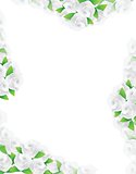white flowers frame illustration designs