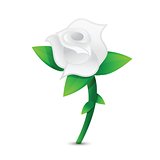 white rose illustration design