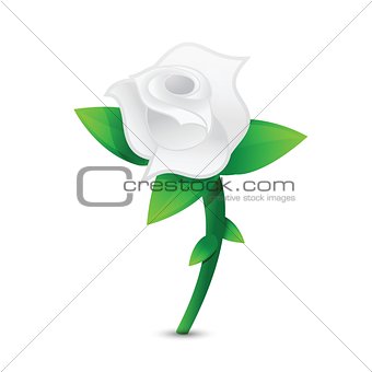 white rose illustration design