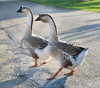 Gray Geese