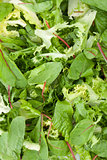 Healthy green salad closeup
