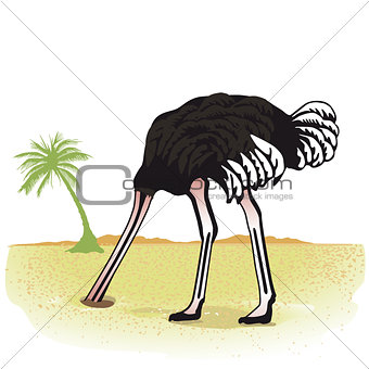 Ostrich hides its head in the sand