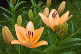 Lilium lancifolium, lily