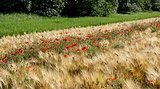 Poppies in a wheat field.