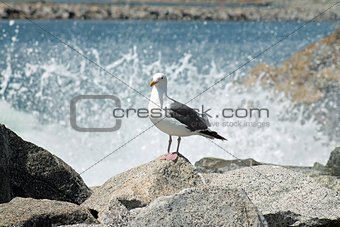 seagull on rock at harbor