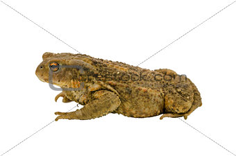 Side view of a toad