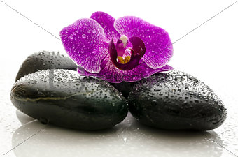 Violet orchid on black spa stones with water drops