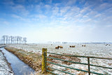 sheep on winter pasture