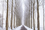 road between tree rows in winter
