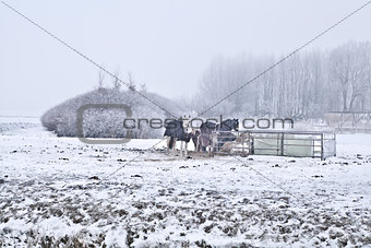 horses on winter cold pasture