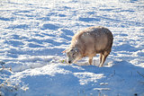 Dutch sheep on winter pasture