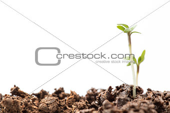 Two seedlings in dirt