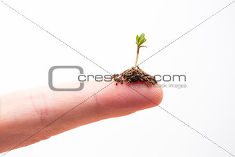 Seedling on a fingertip