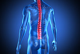Digital blue human with highlighted red spine